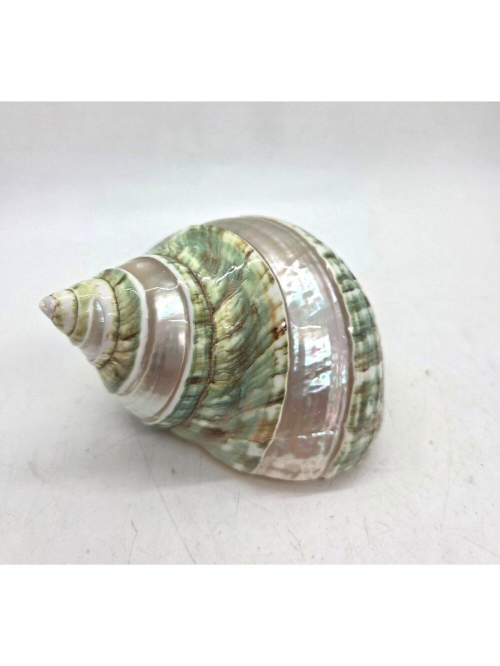 VTG Jade Green Banded Turbo Shell Pearl Polished Seashell 5" hermit crab